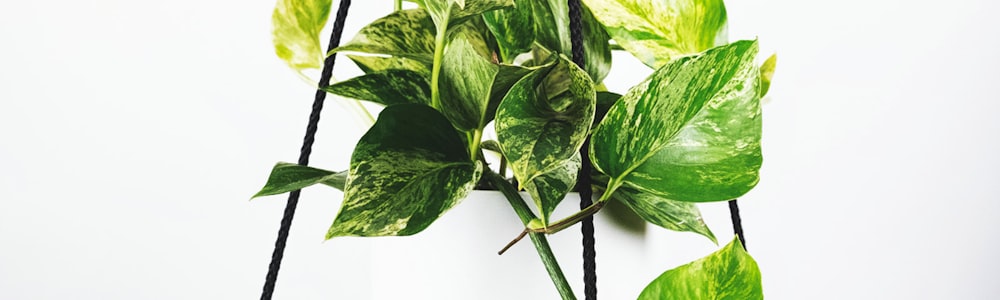 多设备观看世界杯直播场景示意图 - 手机、平板、电视同时播放比赛